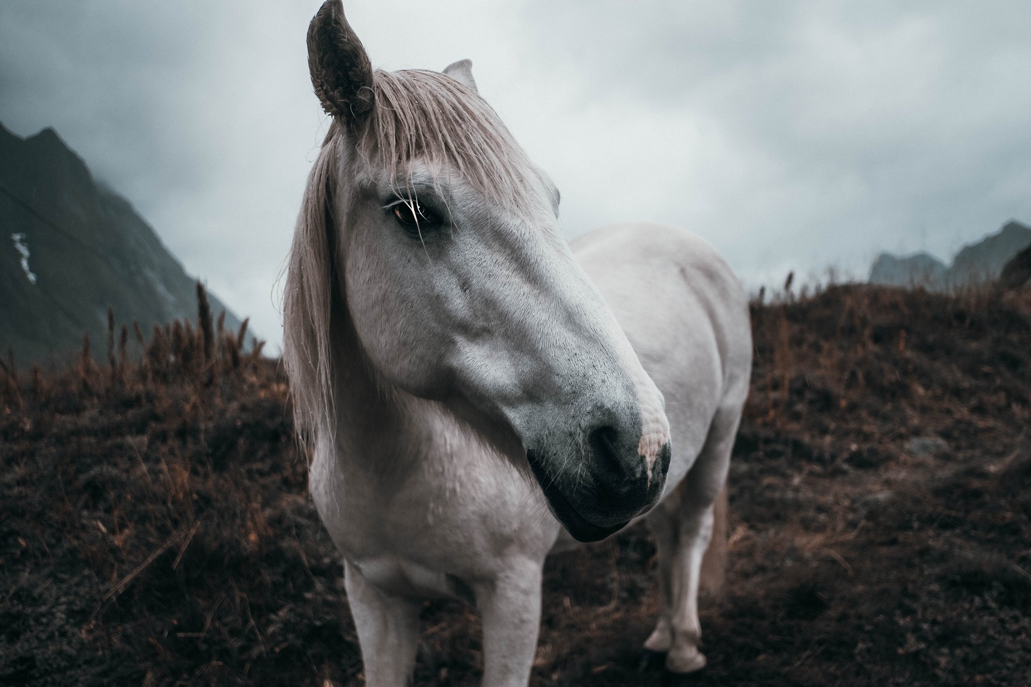 White horse in a northern landscape, photographed by Odin Oddekalv