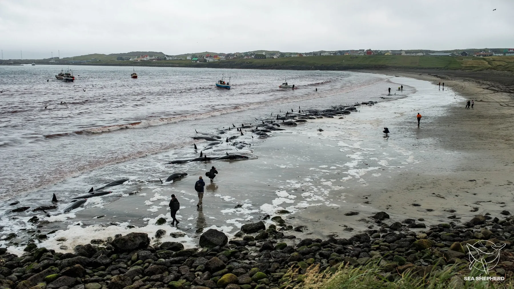 A whale hunt on a Faroe beach, photographed by Odin Oddekalv